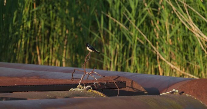 Barn Swallow perching on metal rod of rusty pontoon on lake against green reeds in golden morning light