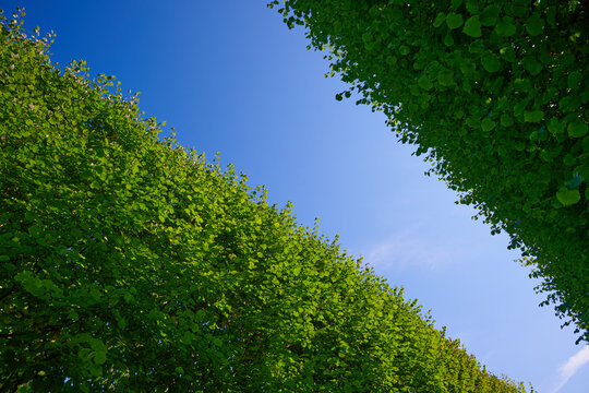 The treetops align to form an abstract background.