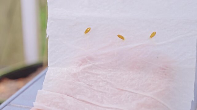 Sprouting Seeds Rest on a Moist Paper Towel Held by a Hand, Showing Early Plant Growth and Home Gardening Care