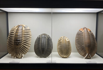 Fototapeta premium Ancient marine life and paleontology, fossilized trilobites in a museum display case, prehistoric creatures and evolution