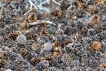 Collection of fallen pine cones naturally scattered and piled on the forest floor, surrounded by woodland vegetation and natural organic textures. © Ruben