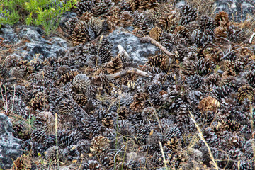 Collection of fallen pine cones naturally scattered and piled on the forest floor, surrounded by woodland vegetation and natural organic textures. © Ruben