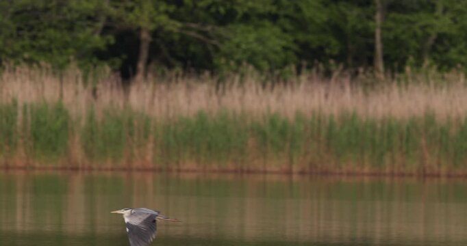 Grey Heron flying over calm lake and defecating in air before entering reeds in golden morning light in slow motion