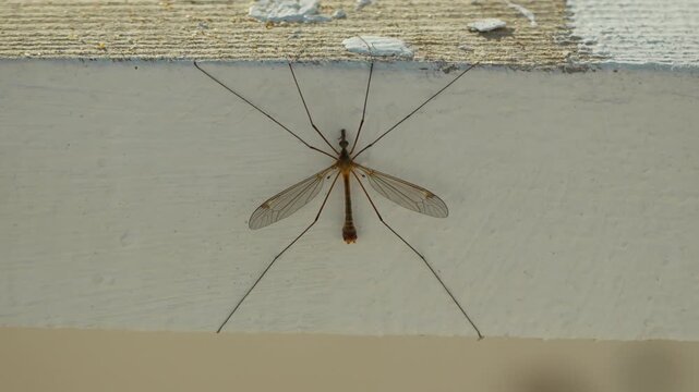 Crane fly insect rests motionless upon a weathered wooden surface during a calm outdoor day. Static close-up shot.