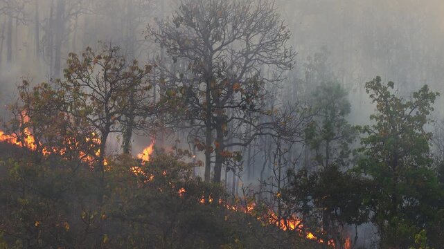El Ni&ntilde;o climate event dries regions and increases wildfire risk.
