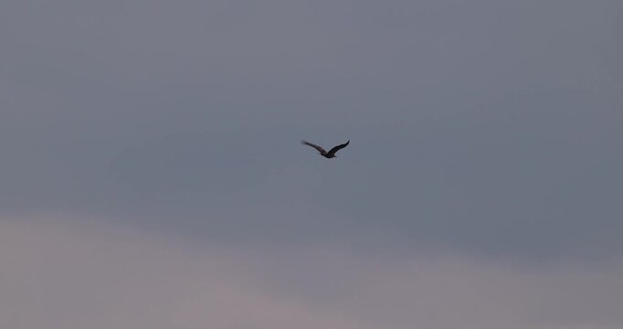 Distant view of White-tailed Eagle soaring in grey overcast sky in slow motion