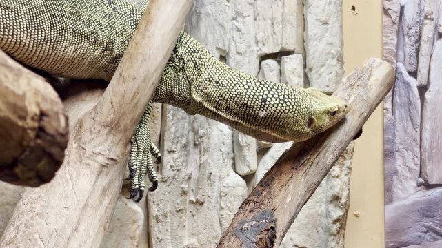 A monitor lizard rests calmly across wooden branches in its enclosure at the Leningrad Zoo in Saint Petersburg. This peaceful reptile inspires a feeling of quiet wonder and serene relaxation.