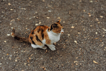 A calico cat is walking. A street cat is sitting. © Катерина Воробьева