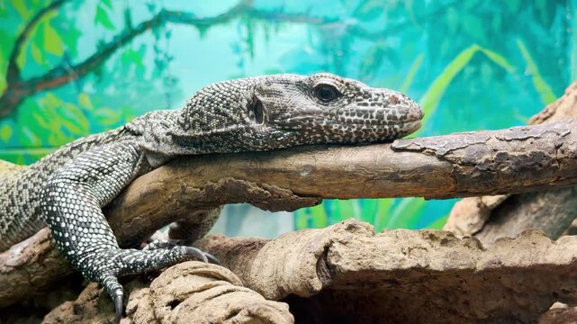 A monitor lizard rests peacefully on a branch in its zoo enclosure in Saint Petersburg. This calm scene brings quiet joy and wonder.