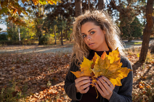 Beauty autumn portrait, pretty young curly hair blonde girl holing leaves at sunset and looking at camera