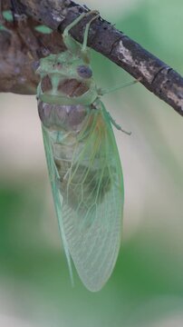 Green cicada metamorphosis transitions on a thin branch in nature. Slow panning shot reveals the insect near its empty brown discarded exoskeleton.