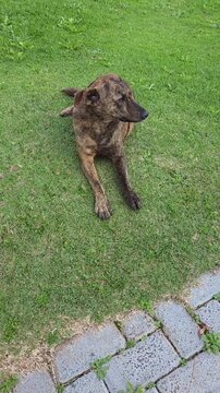 cachorro na grama 