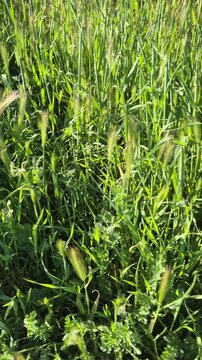 Green barley field, wild cereal plants sway in the wind within a sunny meadow. Low angle handheld tracking shot.