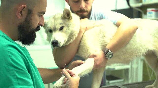 Two veterinarians preparing, handling, and shaving a purebred dog's leg in an animal hospital