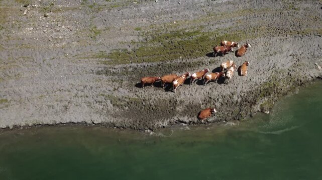 Cattle Roaming Alongside Water in the Scenic Austrian Alps on a Summer Day