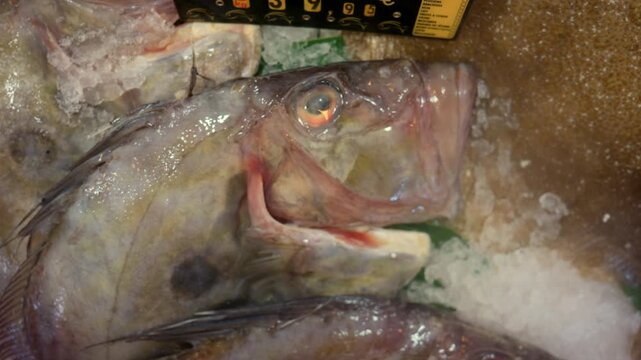 Freshly caught john dory fish displayed on crushed ice, ready for sale at a local seafood market stall