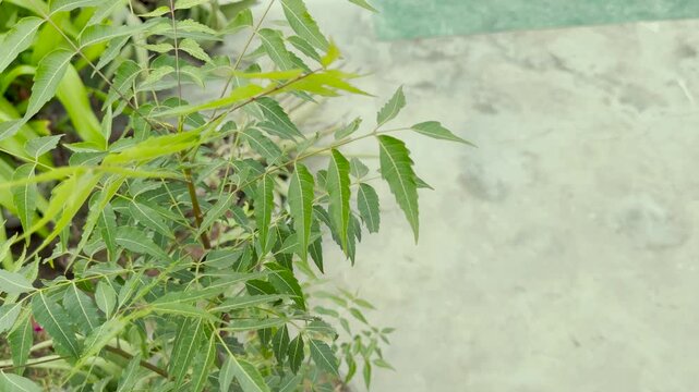 Neem tree leaves swaying gently in the wind