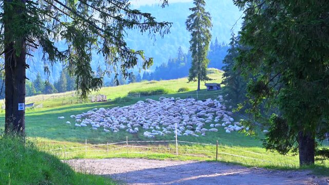 Wypas reliktowy, Pieniny, duża ilośc owiec.