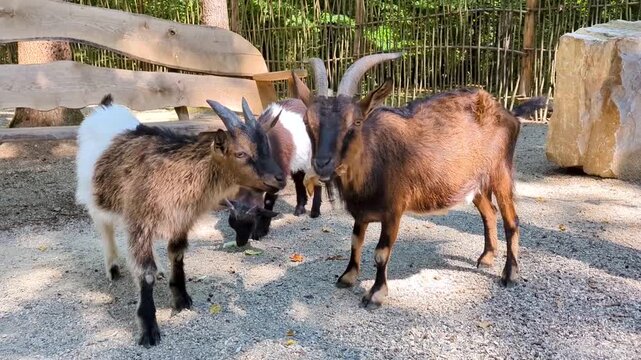 Pygmy goats chewing a paper bag in a petting zoo. Footage highlights improper feeding, animal negligence, and hazards of harmful garbage for domestic goats on a farm.