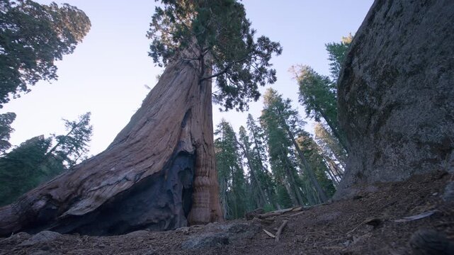 A hiker stands dwarfed at the base of a massive sequoia tree trunk in the forest.