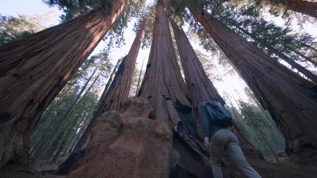 An extreme low angle view looks straight up at giant sequoia trunks converging toward the sky, a hiker dwarfed below.