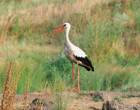 White stork (Ciconia ciconia) standing in a dry meadow during autumn migration