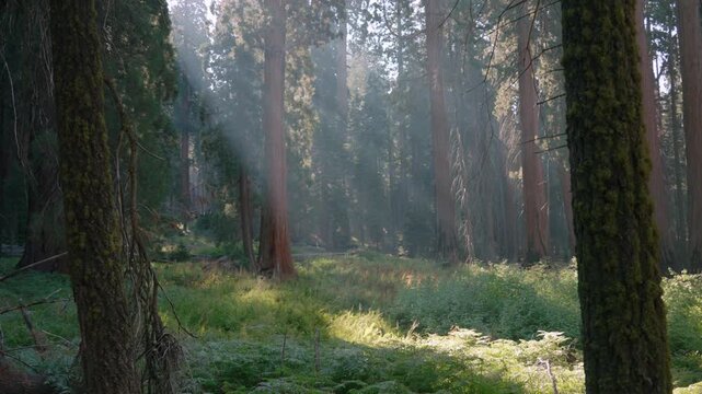 Dramatic sunbeams pierce a misty sequoia grove above a fern covered forest floor.
