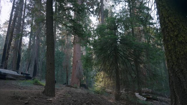 A hiker with a backpack walks a forest trail dwarfed by giant sequoia trees at dusk.