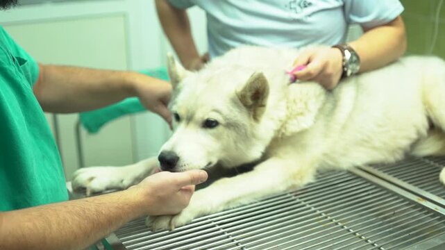 A veterinarian injecting sedatives into a cannula in a dog patient's leg