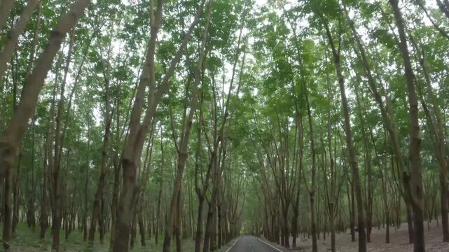 Cinematic Drive Through a Rubber Tree Plantation in Thailand