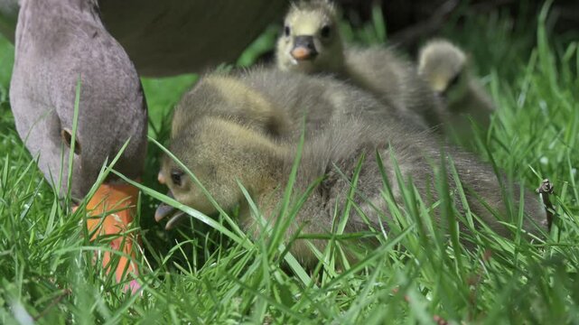 Greylag Goose (Anser anser) young goslings and an adult in closeup, eating grass. June, Kent, UK [Half speed] 