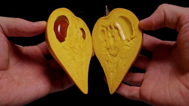 Hands Open a Ripe Canistel to Reveal Yellow Flesh and Glossy Brown Seeds Against a Black Background, Showing Fresh Tropical Food Preparation