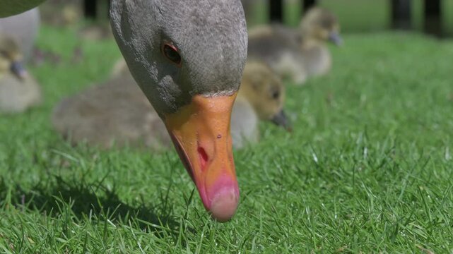 Greylag Goose (Anser anser) adult with young goslings  in closeup, eating grass. June, Kent, UK [Half speed] 