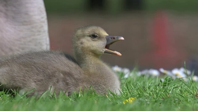 Greylag Goose (Anser anser) young gosling in closeup, yawning. June, Kent, UK [Half speed] 