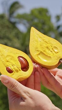 Hands Hold Halved Canistel Fruit With Brown Seeds Outdoors, Showing Fresh Tropical Produce and Healthy Eating Vertical video.