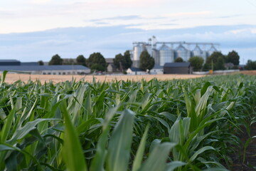 Green corn field with modern grain storage silos in background, agricultural infrastructure and food production. Selective focus.  © kyrychukvitaliy