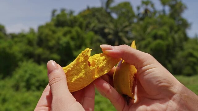 Manicured Hands Peel Ripe Canistel Fruit Outdoors, Revealing Yellow Flesh and a Glossy Brown Seed in Closeup Against Tropical Greenery, Supporting Freshness and Healthy Eating