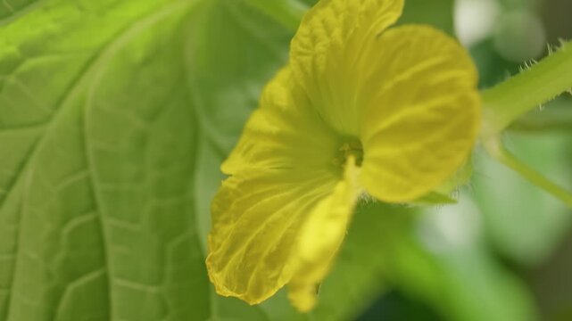 Close Up Side View of a Female Melon Flower with a Fuzzy Young Ovary Growing behind Yellow Petals, Showing Early Fruit Development before Pollination