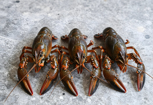 Freshwater crayfish for seafood cuisine, gourmet cooking and restaurant menu, raw crustaceans on a concrete background