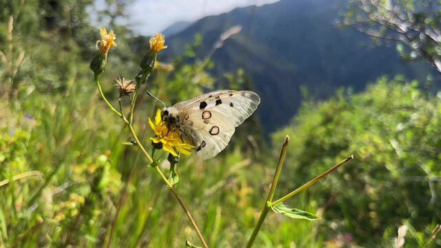 Mountain apollo butterfly (parnassius apollo) feeding on nectar from a yellow wildflower. Gentle insect in its natural alpine habitat