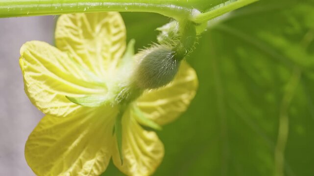 Macro Side View of a Female Melon Blossom with a Fuzzy Ovary behind Yellow Petals, Showing Early Fruit Formation And Reproductive Growth on the Vine