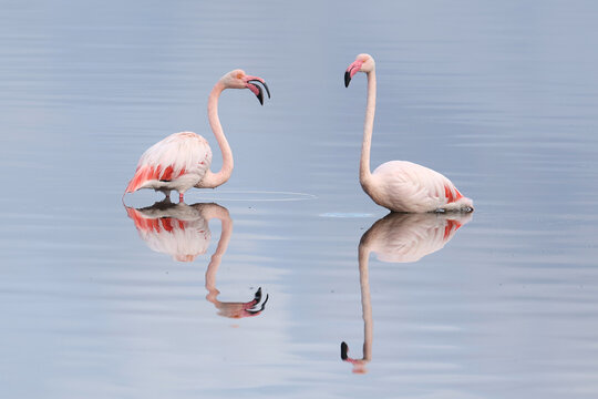 FENICOTTERI ROSA