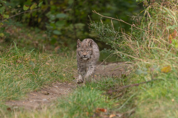 Obraz premium Lynx in green forest with tree trunk. Wildlife scene from nature. Playing Eurasian lynx, animal behaviour in habitat. Wild cat from Germany. Wild Bobcat between the trees
