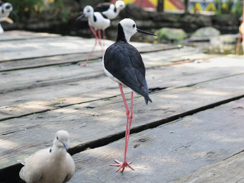 Black-winged stilt standing on a wooden boardwalk