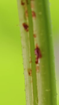 Close Up of a Split Melon Stem with Brown Wounds beside a Green Plant Support, Revealing Structural Damage And Plant Stress in a Home Garden Vertical video.