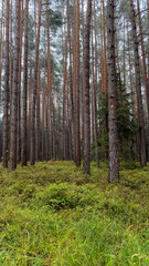 Fototapeta premium Atmospheric Pine Forest on a Rainy Day