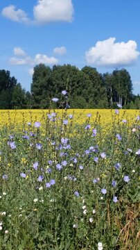 Vertical video of agricultural rapeseed field with chicory and daisies in the foreground. Altai Krai
