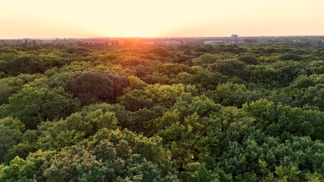 Cinematic aerial drone view flying above a vast green forest canopy at sunset, with warm golden light illuminating the treetops and creating a peaceful natural landscape.