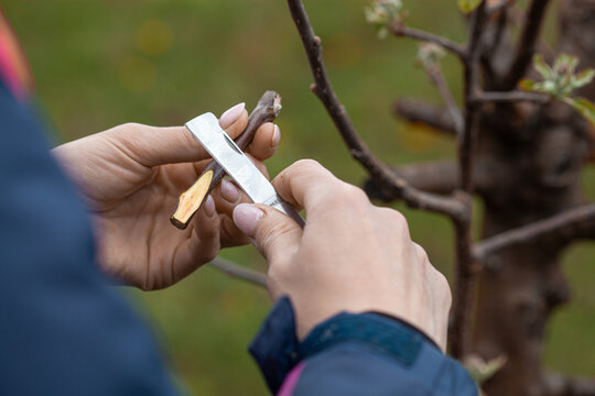 gardener cuts a scion branch of a fruit tree with a knife blade for grafting garden trees in spring
