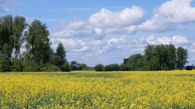 Video of agricultural fields with yellow rape flowers under blue sky and clouds. Zoom effect.